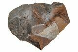 Fossil Ginkgo Leaf From North Dakota - Paleocene #215481-1